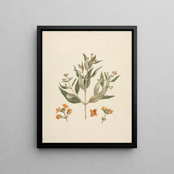 Luigi Balugani - Avicennia marina Forssk Vierh.webp