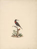 Chalcomitra senegalensis - Luigi Balugani — weergave van het kunstwerk