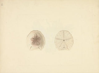 Clypéasteroïdes - Luigi Balugani — weergave van het kunstwerk