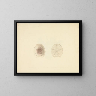 Clypéasteroïdes - Luigi Balugani — ingelijst kunstwerk aan de muur