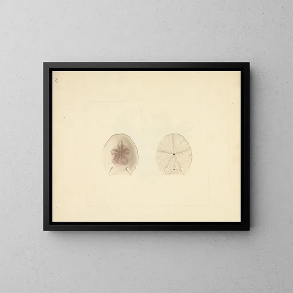 Clypéasteroïdes - Luigi Balugani — ingelijst kunstwerk aan de muur