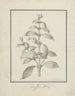 Coffea arabica L. Arabica Coffee tekening voltooid met scheuten, bladeren en bessen - Luigi Balugani — weergave van het kunstwerk