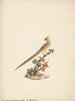 Colius striatus - Luigi Balugani — weergave van het kunstwerk