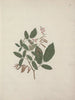Desmodium - Luigi Balugani — weergave van het kunstwerk