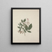 Desmodium - Luigi Balugani — ingelijst kunstwerk aan de muur