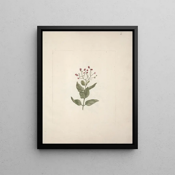 Luigi Balugani - Ehretia cymosa Thonning.webp