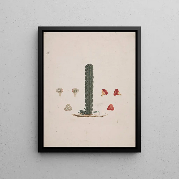 Luigi Balugani - Euphorbia abyssinica JF Gmel Ethiopian TreeSpurge 2.webp