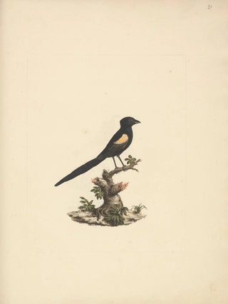 Luigi Balugani - Euplectes axillaris.webp