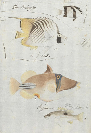 Luigi Balugani - Four Fish.webp