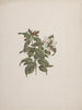 Jasminum dichotomum Vahl - Luigi Balugani — weergave van het kunstwerk