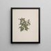 Jasminum dichotomum Vahl - Luigi Balugani — ingelijst kunstwerk aan de muur