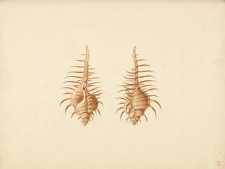 Murex pecten - Luigi Balugani — weergave van het kunstwerk