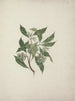 Pittosporum viridiflorum Sims - Luigi Balugani — weergave van het kunstwerk