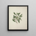 Pittosporum viridiflorum Sims - Luigi Balugani — ingelijst kunstwerk aan de muur