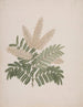 Pterolobium stellatum - Luigi Balugani — weergave van het kunstwerk