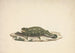 ongedefinieerde chameleon - Luigi Balugani — weergave van het kunstwerk