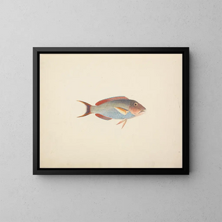Luigi Balugani - Unidentified Fish.webp