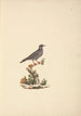 Oiseau sans titre - Luigi Balugani — weergave van het kunstwerk