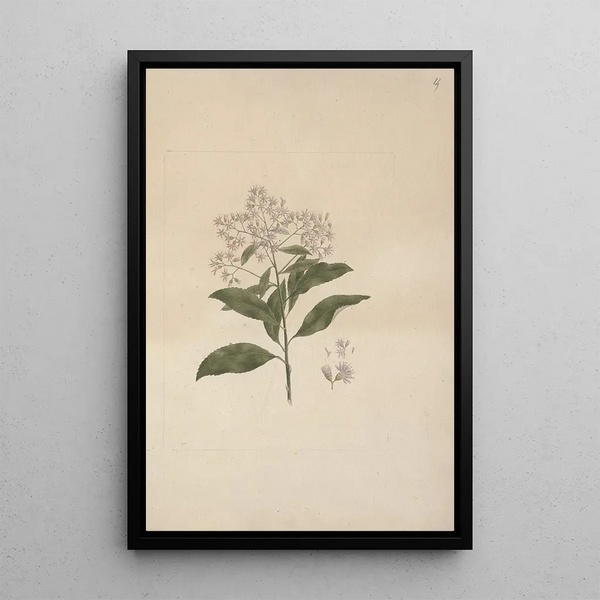 Luigi Balugani - Vernonia amygdalina Del.webp