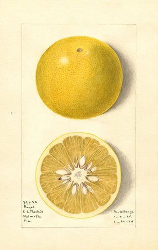 M Strange - Citrus paradisi Royal.webp