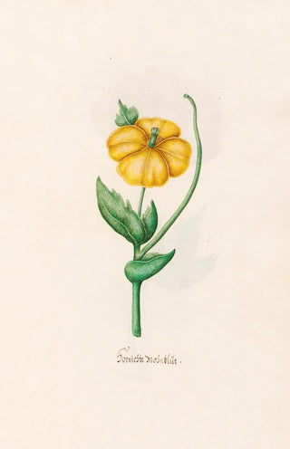 Magdelena Rosina Funck - Burnischte Mohnblt.webp