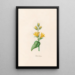 Magdelena Rosina Funck - Canna Indica.webp