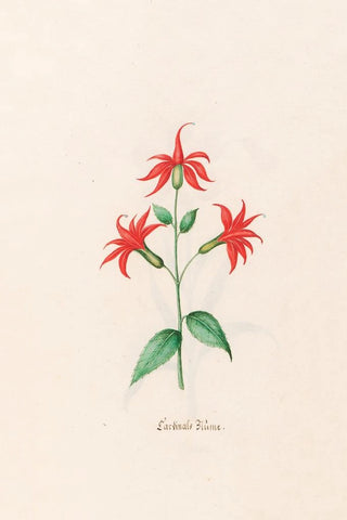 Magdelena Rosina Funck - Cardinals Blme.webp