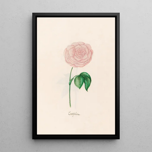 Magdelena Rosina Funck - Centifolim.webp