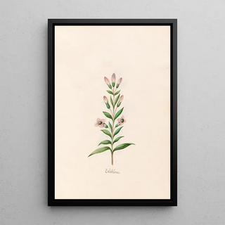 Magdelena Rosina Funck - Crezblme.webp