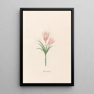 Magdelena Rosina Funck - Crocus verns (Case Conflict).webp