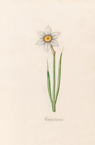 Magdelena Rosina Funck - Einfache Narciss.webp