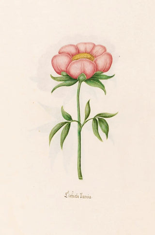 Magdelena Rosina Funck - Einfache Poeonia Peony.webp