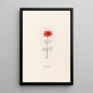 Magdelena Rosina Funck - Flos Adonis.webp