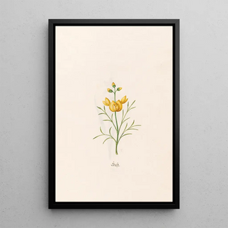 Magdelena Rosina Funck - Ginst.webp