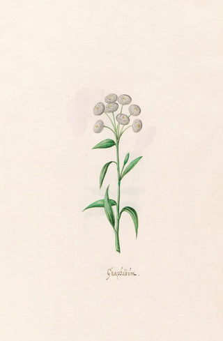 Magdelena Rosina Funck - Gnaphalim.webp