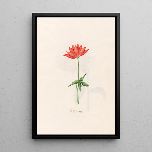 Magdelena Rosina Funck - Herbst Anemon.webp