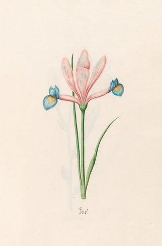 Magdelena Rosina Funck - Iris.webp