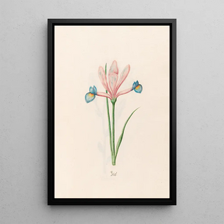 Magdelena Rosina Funck - Iris.webp