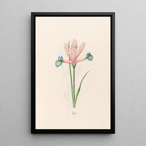Magdelena Rosina Funck - Iris.webp