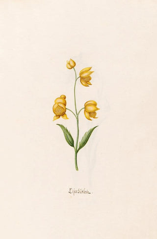 Magdelena Rosina Funck - Lilen gtlein.webp