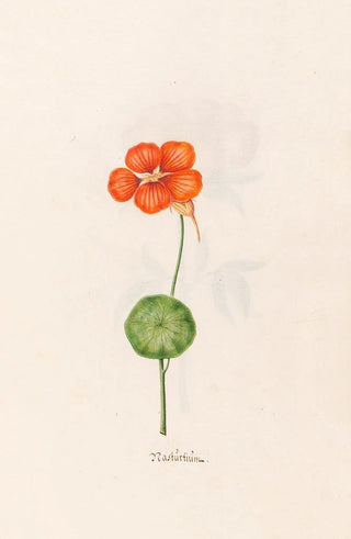 Magdelena Rosina Funck - Nastrtim.webp