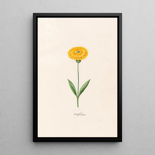 Magdelena Rosina Funck - Ringelblm.webp