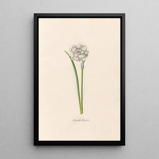 Magdelena Rosina Funck - Romanish narciss.webp