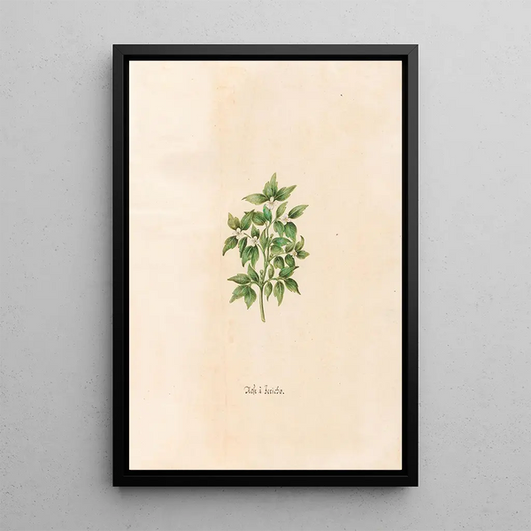 Magdelena Rosina Funck - Rose Jericho.webp