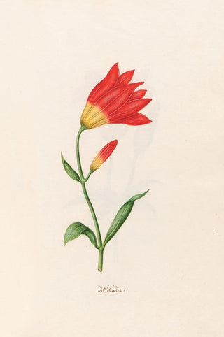 Magdelena Rosina Funck - Rothe Lilia Lily.webp