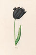 Tulip - Magdalena Rosina Funck — weergave van het kunstwerk