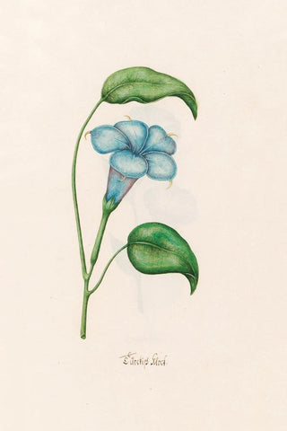 Magdelena Rosina Funck - Trckish klock.webp