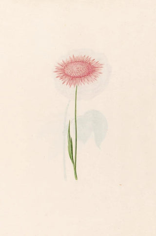 Magdelena Rosina Funck - Untitled.webp