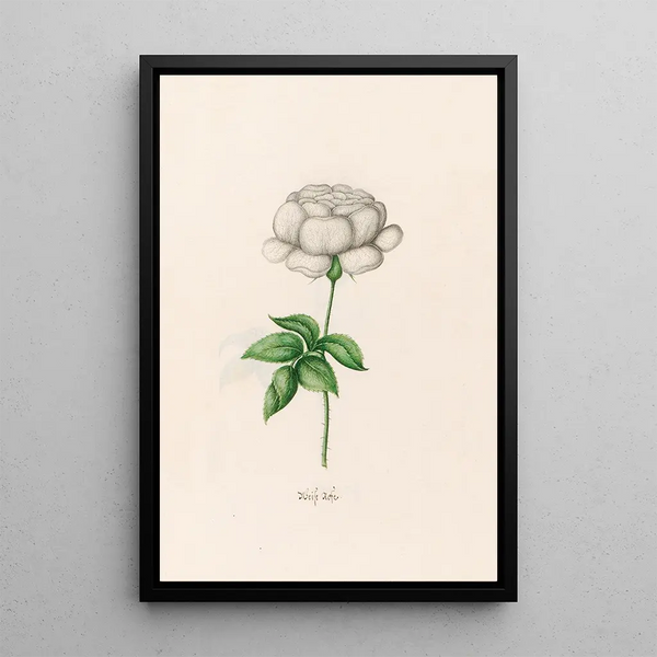 Magdelena Rosina Funck - Weise rose.webp
