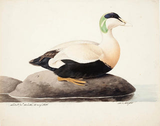 Eider à duvet mâle - Magnus von Wright — weergave van het kunstwerk